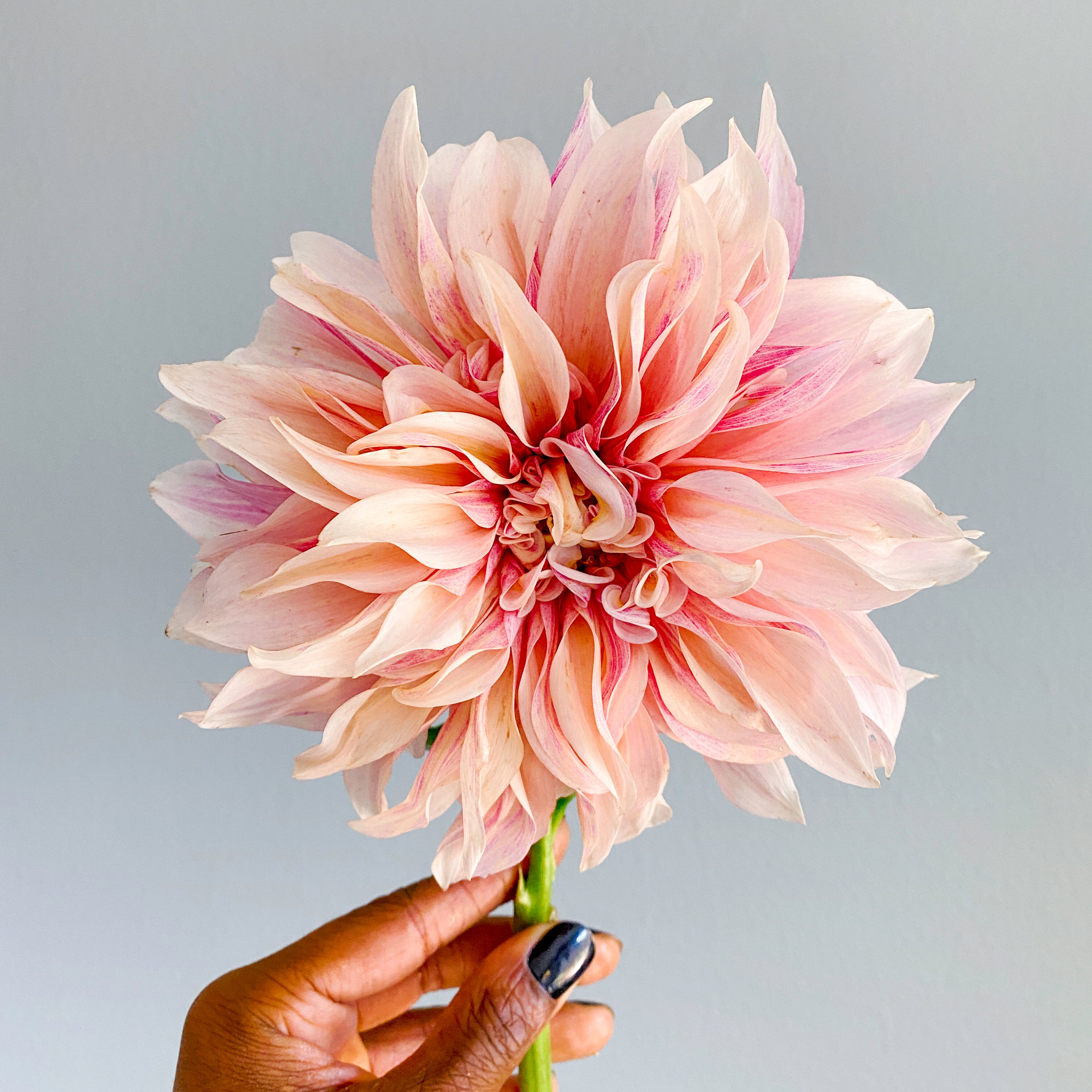 Muted Blush Centerpiece Class