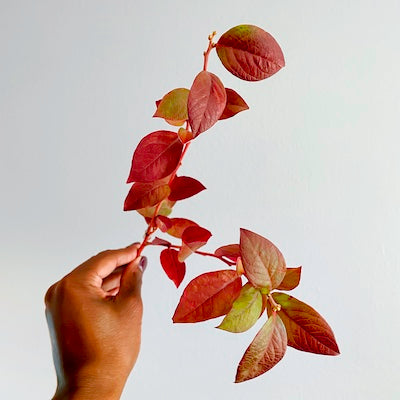 Autumnal Basket Arrangement Class